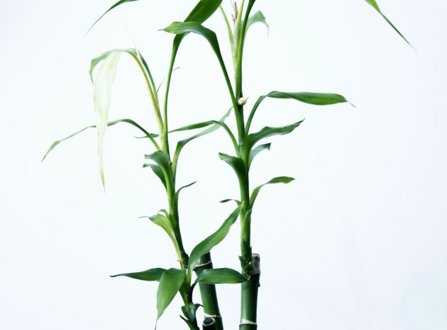Plant your roots in Christ