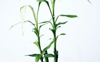 Plant your roots in Christ