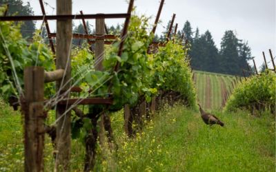 An Arc Toward Sustainable Abundance